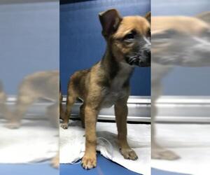 Mutt Dogs for adoption in Conroe, TX, USA