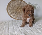 Small Photo #8 Poovanese Puppy For Sale in GOSHEN, IN, USA