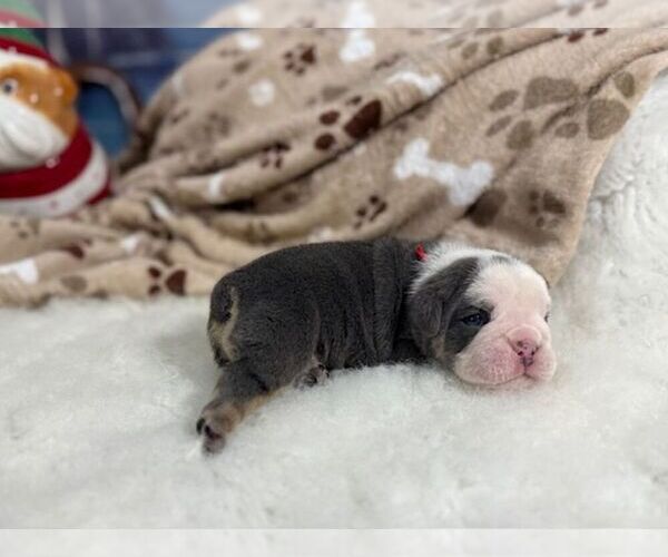 Medium Photo #3 English Bulldog Puppy For Sale in OOLOGAH, OK, USA