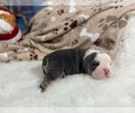 Small #2 English Bulldog
