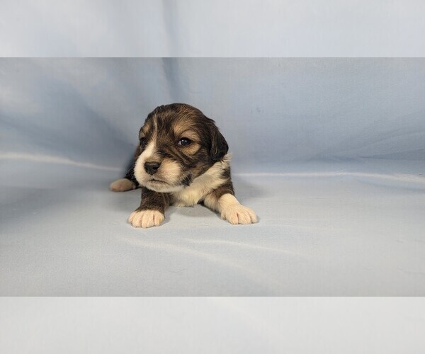 Medium Photo #80 Bernedoodle (Miniature) Puppy For Sale in BLACK FOREST, CO, USA