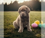 Small #1 Labrador Retriever