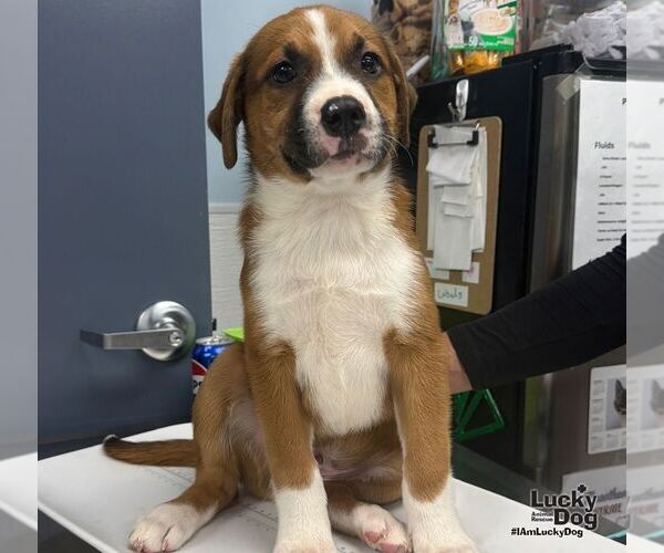 Medium Photo #3 Mutt Puppy For Sale in Washington, DC, USA