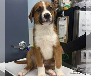 Myers - Male Mutt Dog for Adoption - Photo #3
