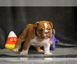 Puppy Puppy 3 English Bulldog