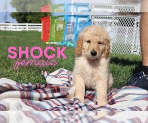 Goldendoodle Puppy for sale in NORTH LIBERTY, IN, USA