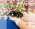 Image preview for Ad Listing. Nickname: Tiny Princess