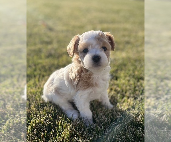 Medium Photo #3 Bichpoo-Yo-Chon Mix Puppy For Sale in RIGBY, ID, USA