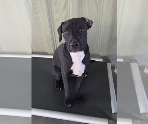 Great Dane-Labrador Retriever Mix Dogs for adoption in El Centro, CA, USA