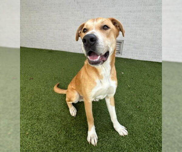 Medium Photo #7 Labrador Retriever-Unknown Mix Puppy For Sale in Canton, CT, USA