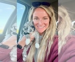 Small #7 Aussiedoodle-Goldendoodle Mix