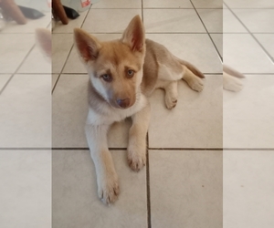 German Shepherd Dog-Siberian Husky Mix Puppy for sale in NEOSHO, MO, USA