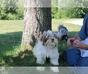 ShihPoo Puppy for sale in EVART, MI, USA