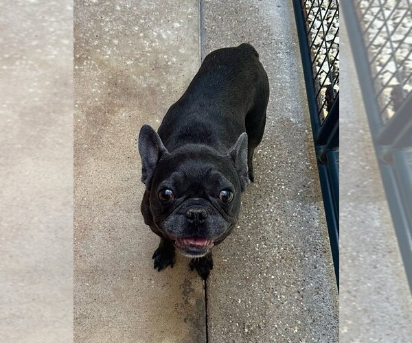 Medium Photo #8 French Bulldog Puppy For Sale in Oak Bluffs, MA, USA