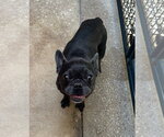 Small #7 French Bulldog