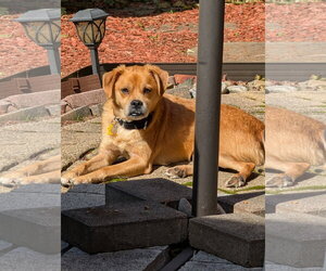Jax- precious pug - Male Puggle Dog for Adoption - Photo #4