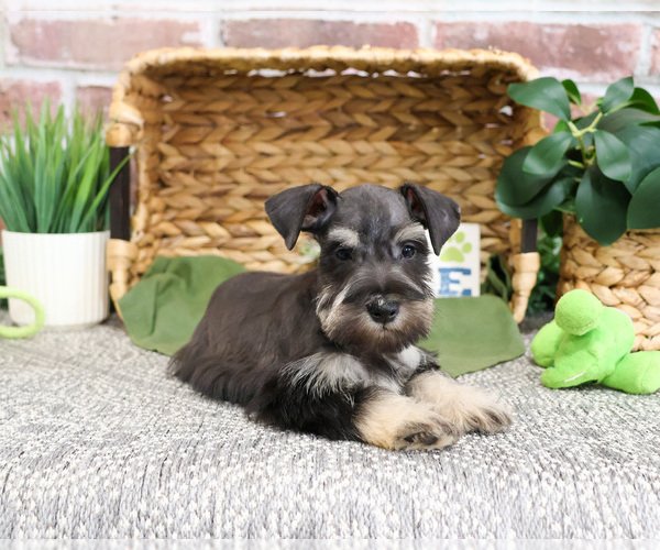 Medium Photo #3 Schnauzer (Miniature) Puppy For Sale in SYRACUSE, IN, USA