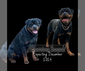 Rottweiler Puppy for sale in COLCHESTER, CT, USA