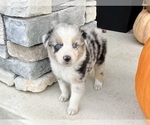 Small #5 Australian Shepherd