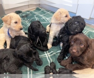 Schnoodle (Giant) Litter for sale in ANDERSON, CA, USA
