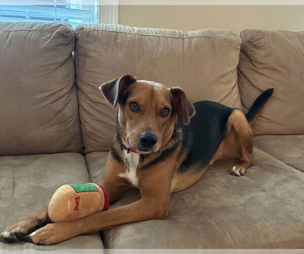 Medium Photo #2 Mutt Puppy For Sale in Boston, MA, USA
