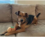 Small #1 Mutt