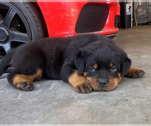 Rottweiler Puppy for sale in KEYES, CA, USA