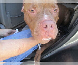American Staffordshire Terrier Dogs for adoption in Ocala, FL, USA