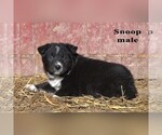 Small #12 Australian Cattle Dog-Border Collie Mix