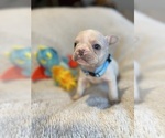 Small #10 Faux Frenchbo Bulldog