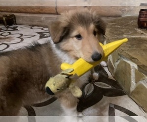 Collie Puppy for sale in SOMERSET, CO, USA