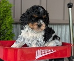 Small Photo #38 Cockapoo (Miniature) Puppy For Sale in GOSHEN, IN, USA