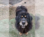 Small #3 Tibetan Mastiff