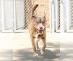Small #3 American Pit Bull Terrier-Siberian Husky Mix