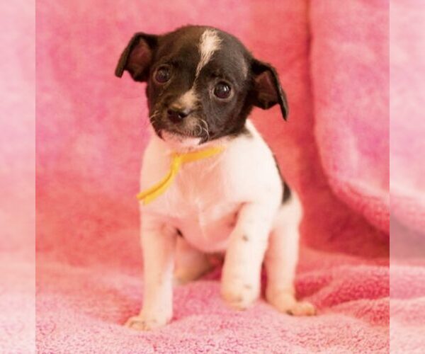 Medium Photo #1 Mutt Puppy For Sale in Spring Lake, NC, USA