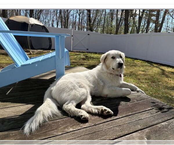 Medium Photo #9 Great Pyrenees Puppy For Sale in Spring, TX, USA