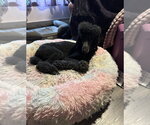 Small #5 Poodle (Standard) Mix