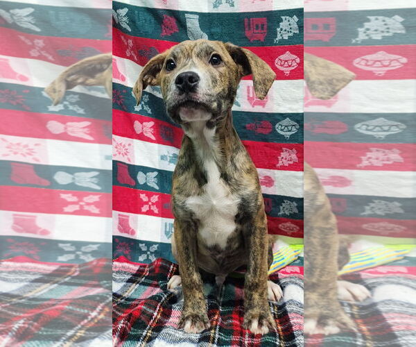 Medium Photo #3 Bulldog-Unknown Mix Puppy For Sale in Wetumpka, AL, USA