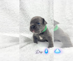 Small Photo #5 French Bulldog Puppy For Sale in SCOTTSDALE, AZ, USA