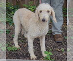 Small Photo #3 Mutt Puppy For Sale in Huntley, IL, USA