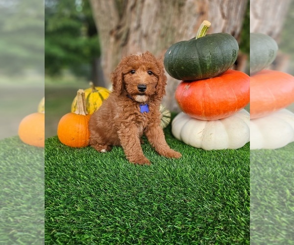 Medium Photo #1 Poodle (Miniature) Puppy For Sale in INDIANAPOLIS, IN, USA