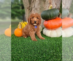 Poodle (Miniature) Puppy for sale in INDIANAPOLIS, IN, USA