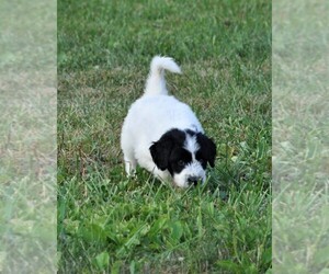 Pyredoodle Puppy for sale in AVILLA, IN, USA