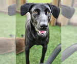 Small #4 Labrador Retriever Mix