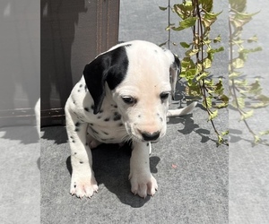 Dalmatian Puppy for sale in HOLLAND, MI, USA