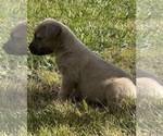 Small Photo #29 Cane Corso Puppy For Sale in BELGRADE, MT, USA