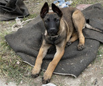 Small Photo #5 Belgian Malinois Puppy For Sale in ONTARIO, CA, USA
