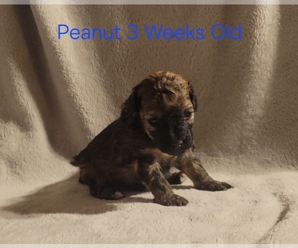 Medium Photo #9 Poodle (Toy) Puppy For Sale in MORRISON, CO, USA