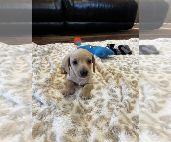 Medium Photo #1 Dachshund Puppy For Sale in GUTHRIE, KY, USA