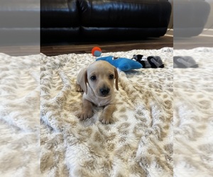 Dachshund Puppy for sale in GUTHRIE, KY, USA